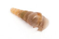 Oospira umbratica Cuc Phuong, Vietnam juvenil